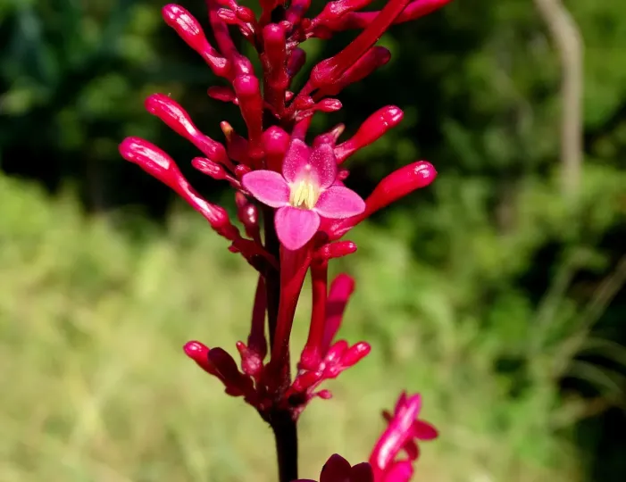 Odontonema tubaeforme