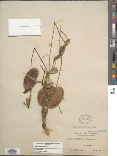 Dischidia pectenoides