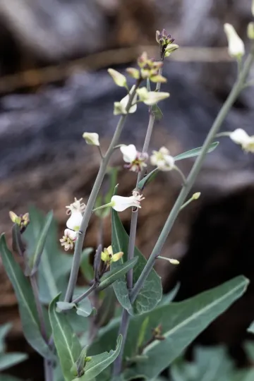 Streptanthus carinatus