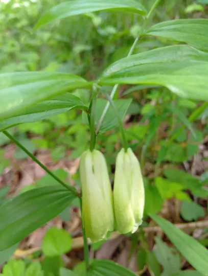 Disporum sessile