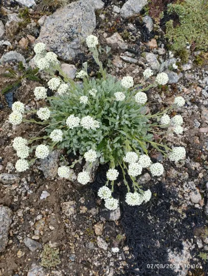 Smelowskia calycina