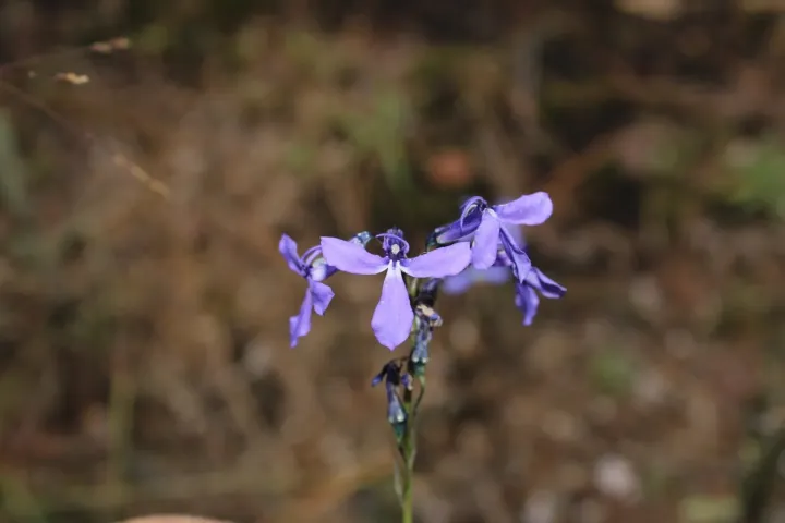 Лобелия анатина