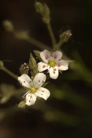 Fendler's sandwort