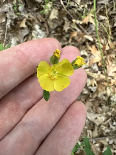 Bicknell's hoary rockrose