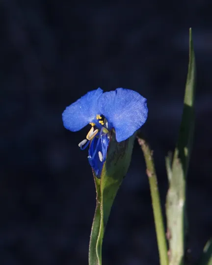Commelina dianthifolia