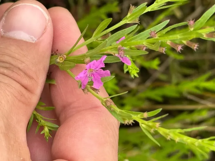 California loosestrife