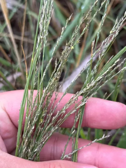 Plains muhly