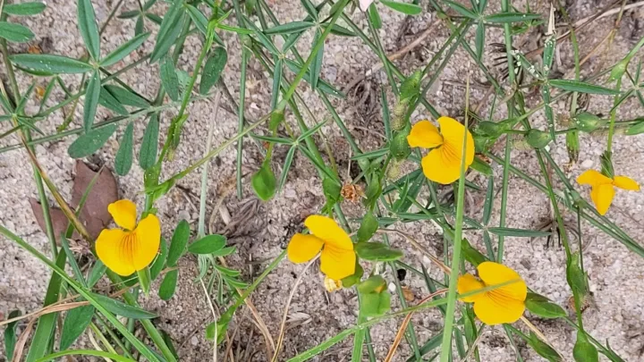 Zornia bracteata