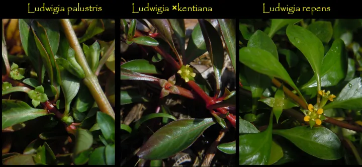 Ludwigia kentiana