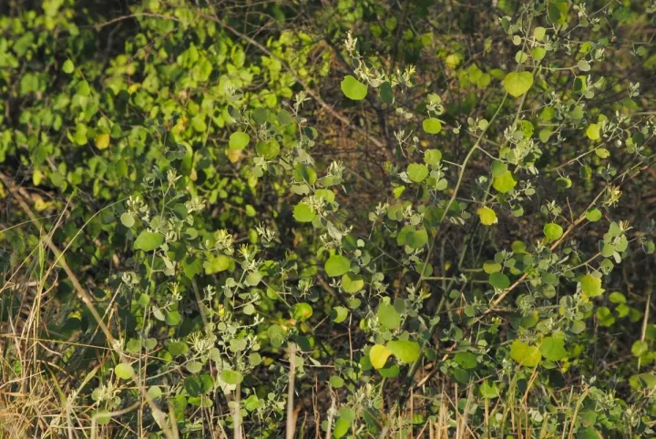 Capparicordis tweediana
