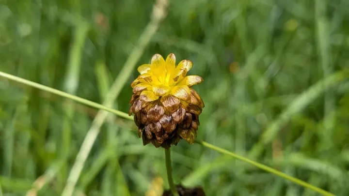 Brown clover