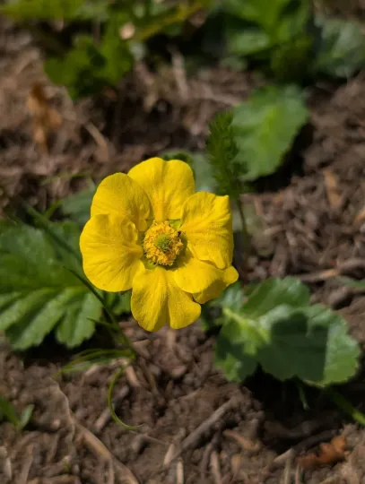 Mountain avens