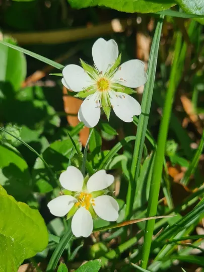 Mountain cinquefoil