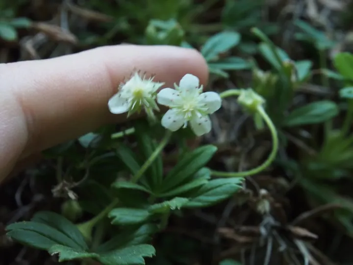Saxifrage cinquefoil