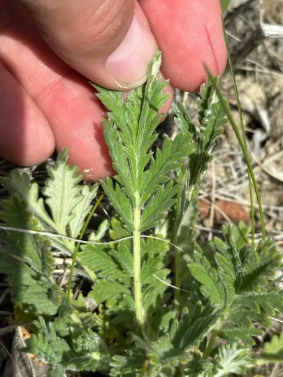 Pennsylvania cinquefoil