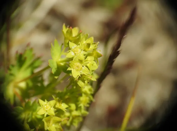 Alchemilla fissa
