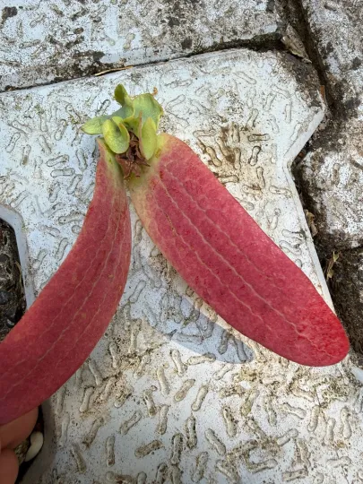 Dipterocarpus alatus