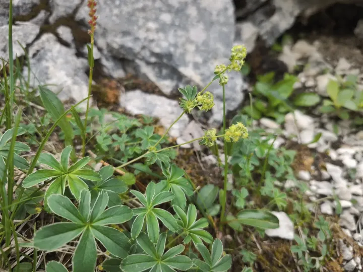 Hoppe's lady's mantle