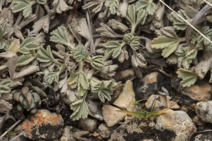 Grey cinquefoil
