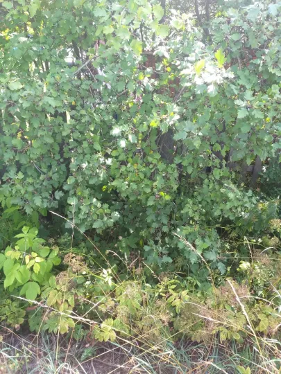 Боярышник черный