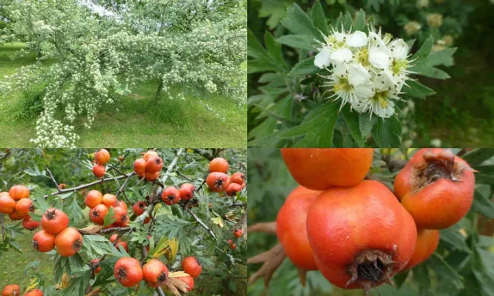 Tansy-leaved hawthorn
