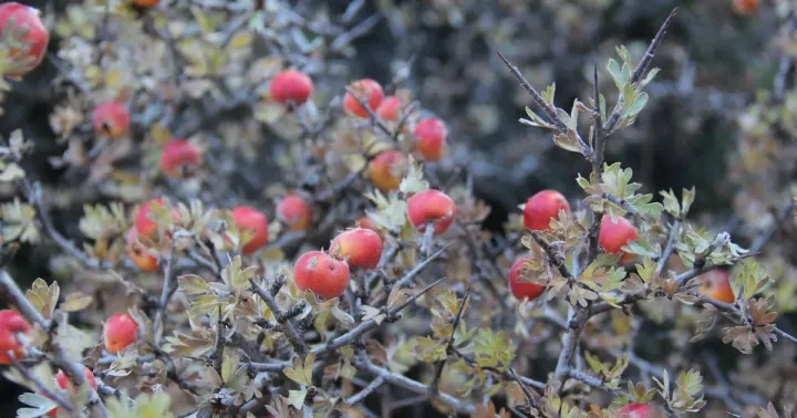 Crataegus pycnoloba