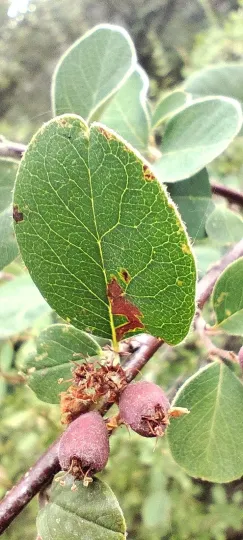 Atlantic cotoneaster