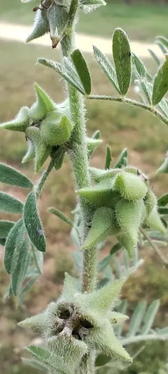 Astragalus epiglottis
