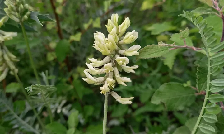 Astragalus odoratus