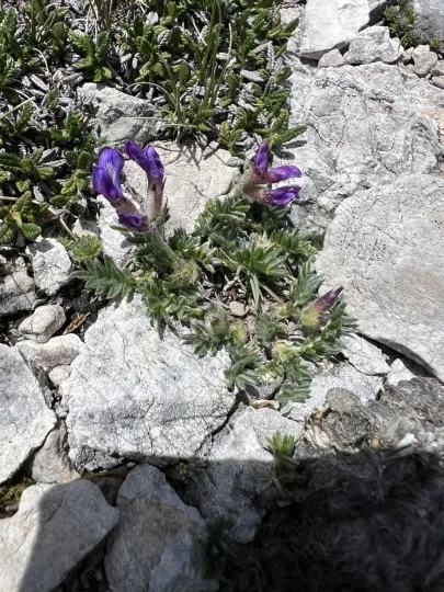 Остролодочник пренський