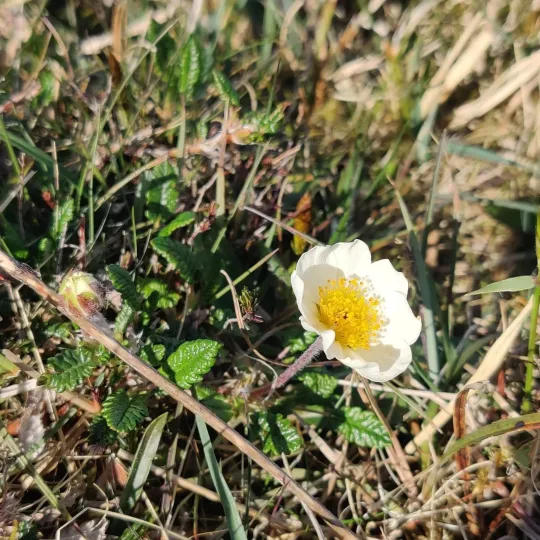 Mountain avens