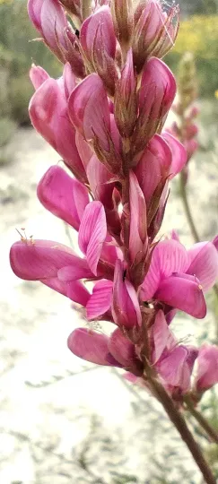 Hedysarum boveanum