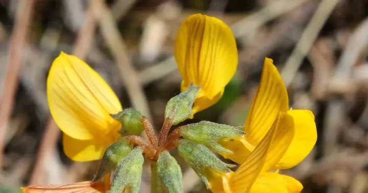 Hippocrepis glauca