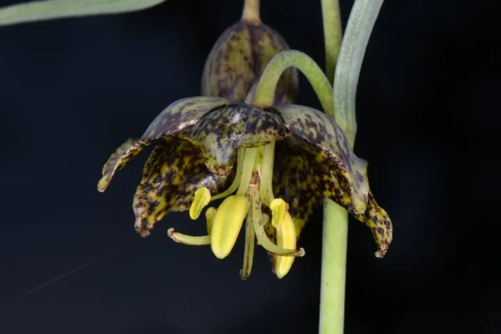 Purple-flowered fritillary