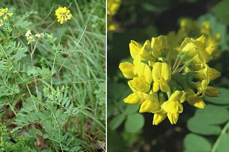Crown vetch