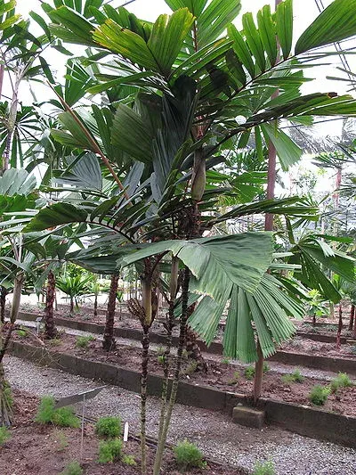 Drymophloeus oliviformis