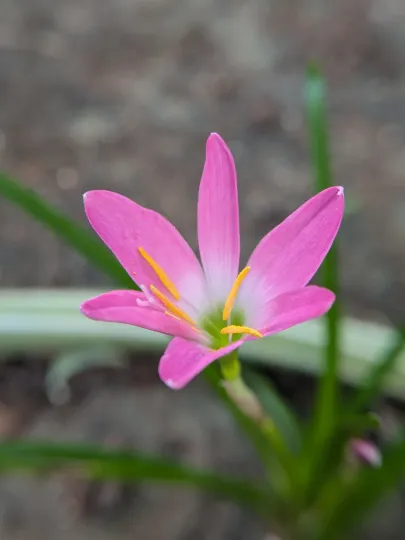 Zephyranthes carinata