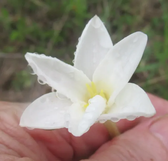 Zephyranthes chlorosolen