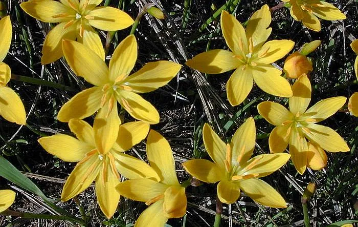 Zephyranthes jonesii