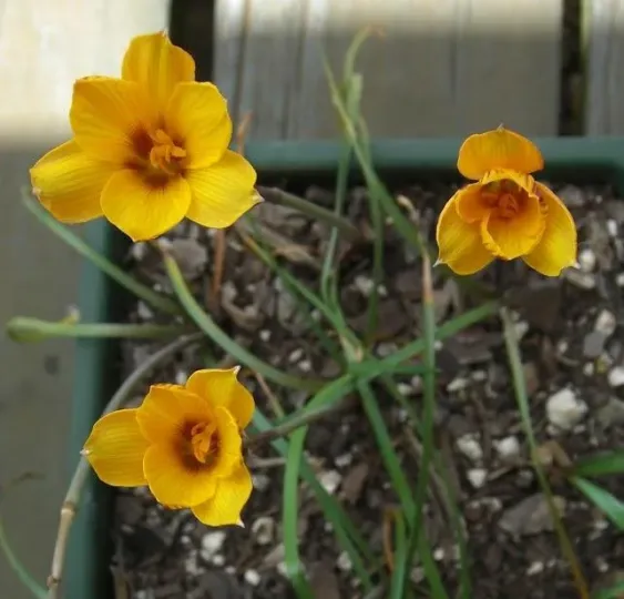 Zephyranthes refugiensis
