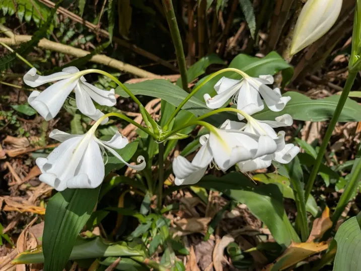 Crinum jagus