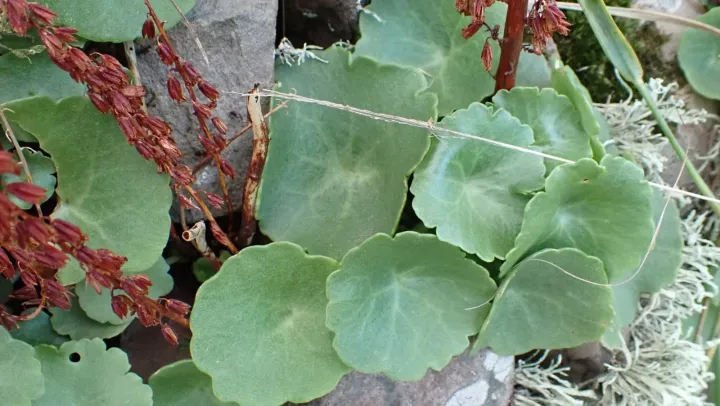 Chiastophyllum