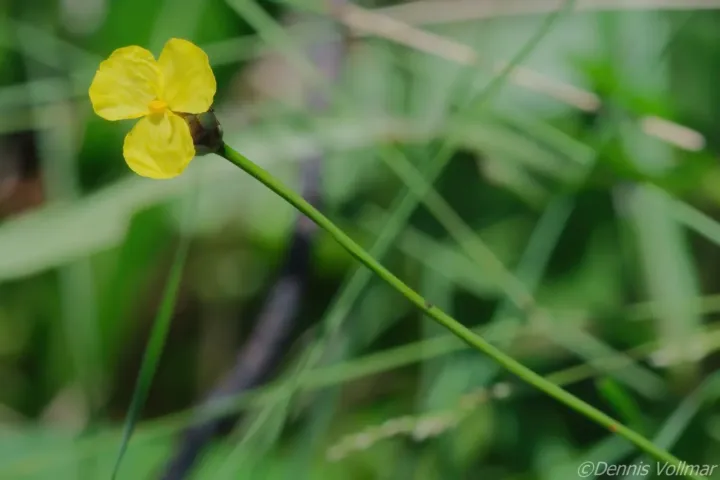 Baldwin's yelloweyed grass