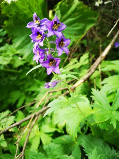Sharp-sepaled delphinium