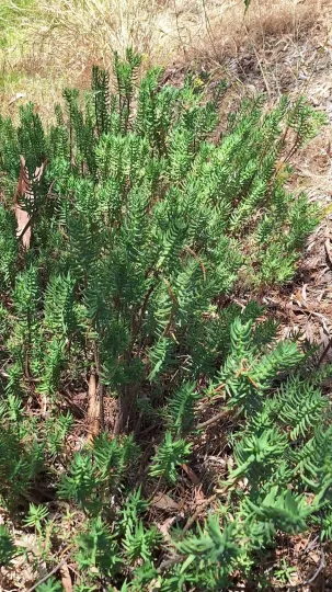 Crassula tetragona
