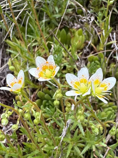 Rough saxifrage