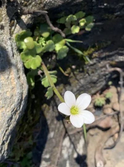 Greek saxifrage