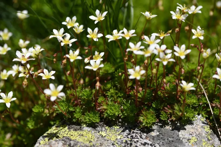 Saxifraga praetermissa