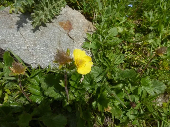 Starry saxifrage