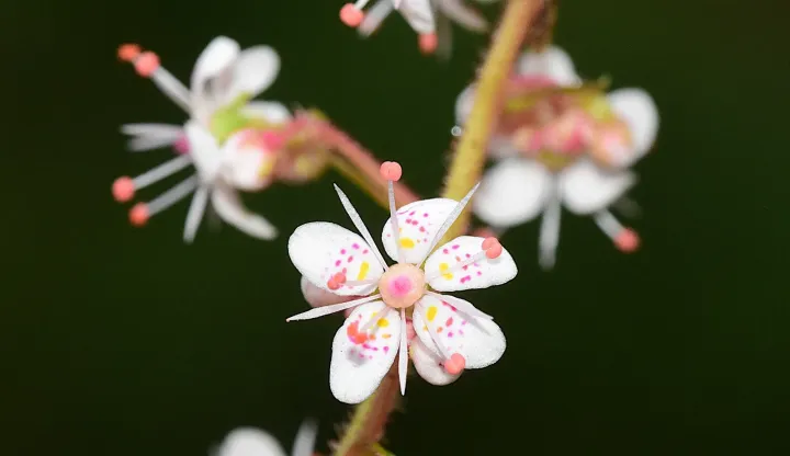 Saxifraga urbium